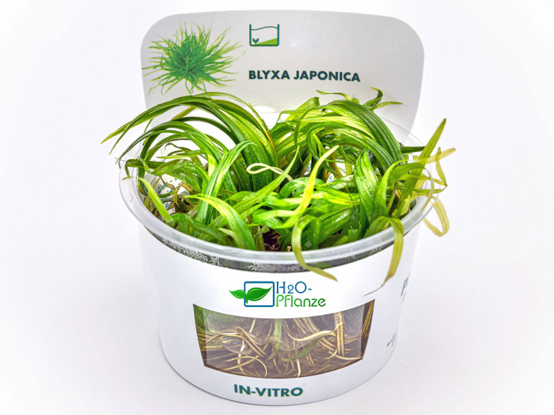 Japanisches Fadenkraut - Blyxa japonica in vitro